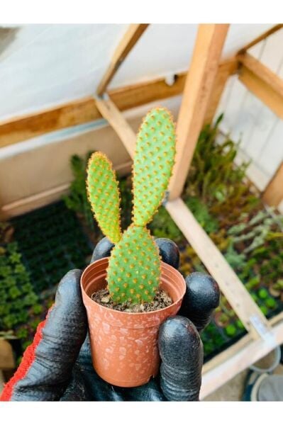 Opuntia Microdaisys Kaktüs Tavşan Kaktüs