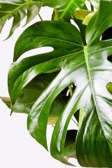 Monstera Deliciosa - Deve Tabanı - Ev Ofis Salon Iç Mekan Bitkisi - 60 Cm