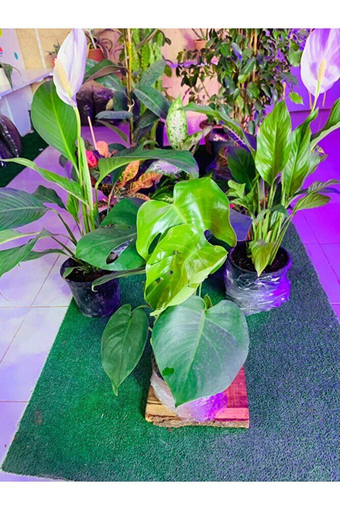 Monstera Devetabanı Yeni Sürgünlü Sağlıklı