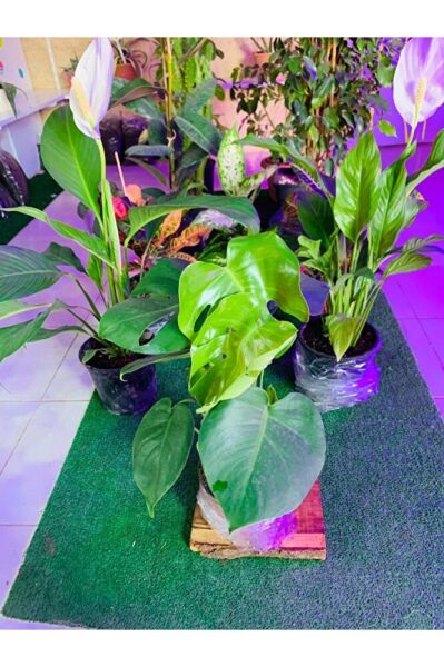 Monstera Devetabanı Yeni Sürgünlü Sağlıklı