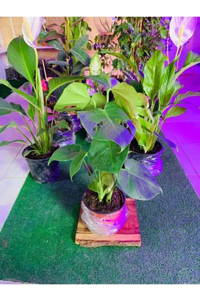 Monstera Devetabanı Yeni Sürgünlü Sağlıklı