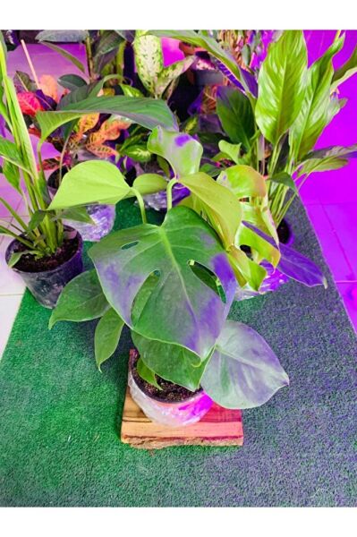 Monstera Devetabanı Yeni Sürgünlü Sağlıklı
