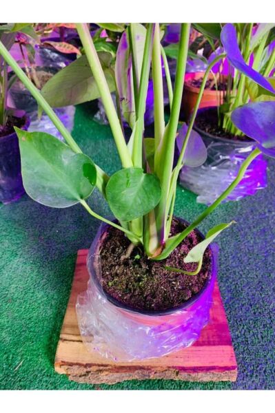 Monstera Devetabanı Yeni Sürgünlü Sağlıklı