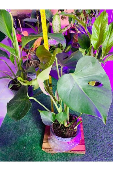 Monstera Devetabanı Yeni Sürgünlü Sağlıklı