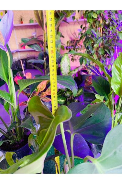 Monstera Devetabanı Yeni Sürgünlü Sağlıklı