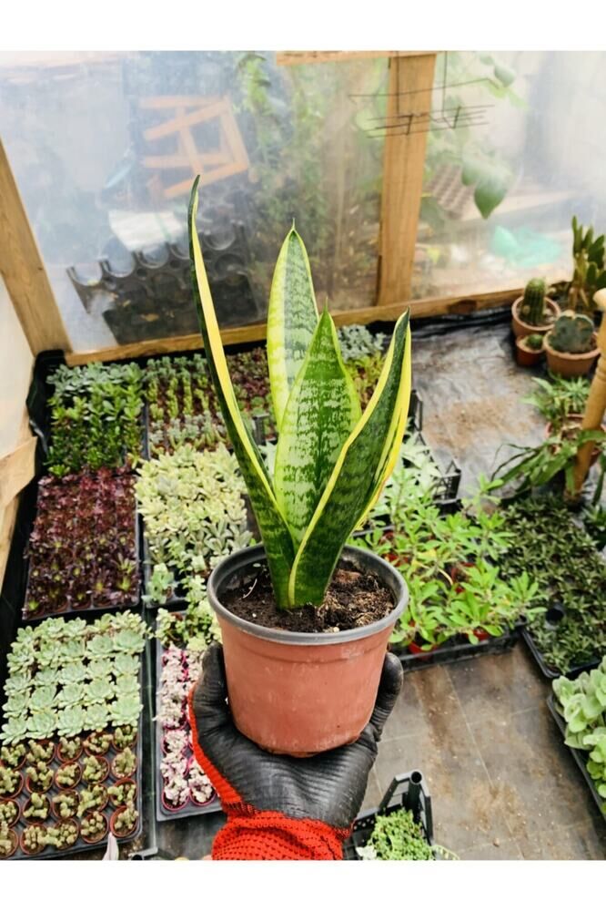 Sansaveria Paşa Kılıcı Salon Bitkisi