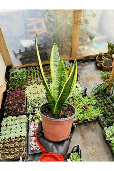 Sansaveria Paşa Kılıcı Salon Bitkisi