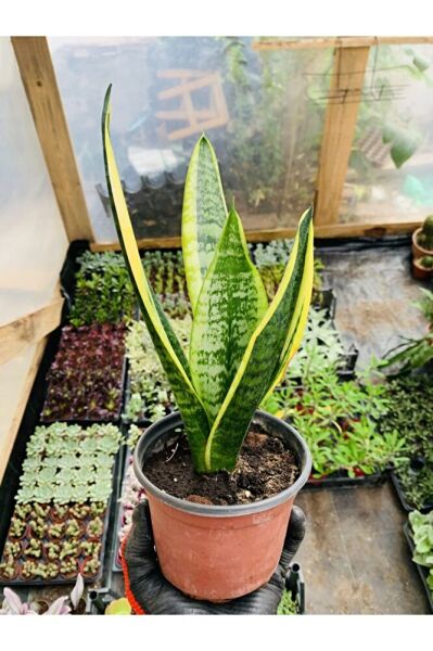 Sansaveria Paşa Kılıcı Salon Bitkisi
