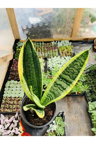 Sansaveria Paşa Kılıcı Salon Bitkisi