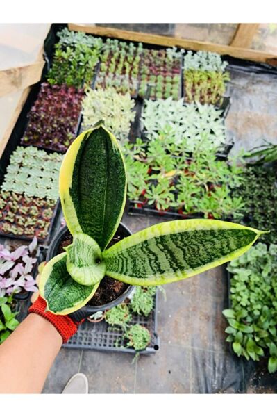 Sansaveria Paşa Kılıcı Salon Bitkisi