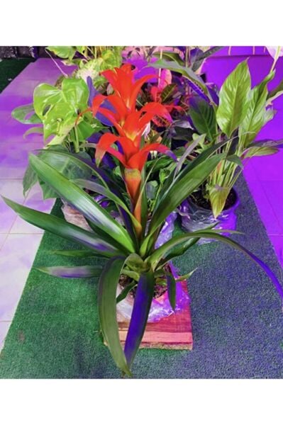 Hediyelik Büyük Boy Guzmanya