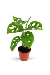 Thebestonline  Monstera Monkey Mask Adansonii - Sarmaşık Deve Tabanı