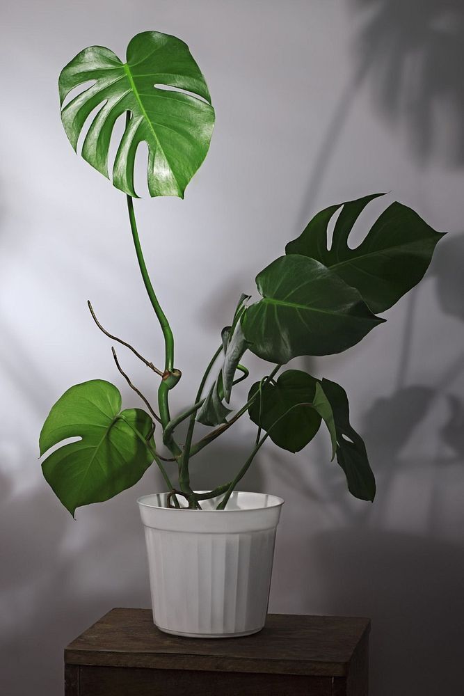 Thebestonline  Monstera Deliciosa - Deve Tabanı Canlı Salon Bitkisi - 80 - 100 cm