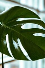 Thebestonline  Monstera Deliciosa - Deve Tabanı Canlı Salon Bitkisi - 80 - 100 cm
