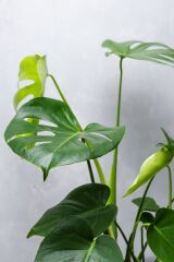 Thebestonline  Monstera Deliciosa - Deve Tabanı Canlı Salon Bitkisi - 80 - 100 cm