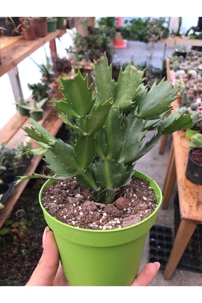 Yılbaşı Çiçeği Schlumbergera Truncata