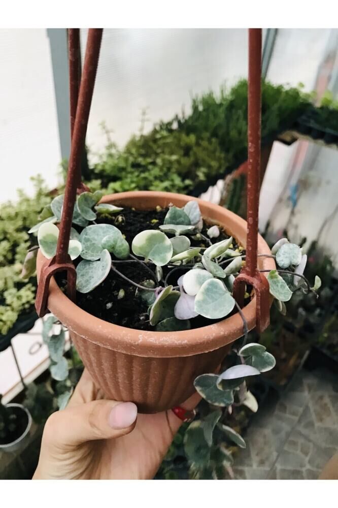 Ceropegia Woodi Pembe Askılı Saksıda