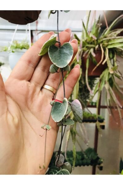 Ceropegia Woodi Pembe Askılı Saksıda