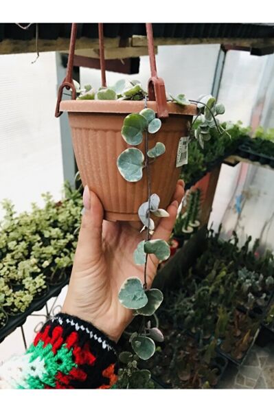 Ceropegia Woodi Pembe Askılı Saksıda
