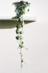 Thebestonline  Ceropegia Woodii - Kalp Kalbe Karşı - Ev Ofis Salon Iç Mekan Bitkisi - 40 Cm