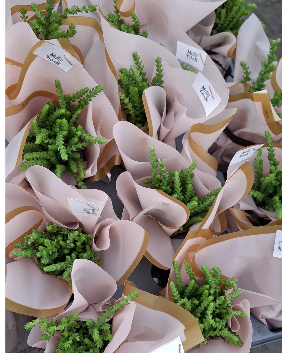 Sarmask Crassula Muscosa Prenses Çamı Sukulent Bitkisi, Özel Günler İçin Süslü, Hediyelik 5 Adet