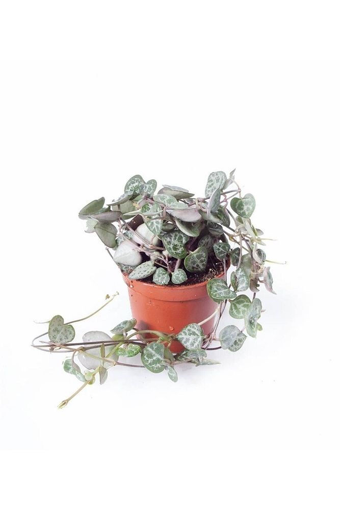 Thebestonline  Ceropegia Woodii | Kalp Kalbe Karsi (ITHAL) 6cm Saksı
