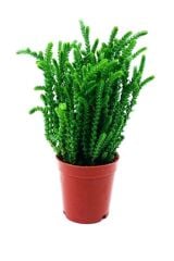 Thebestonline  Crassula Muscosa Watch Succulent Prenses Çamı