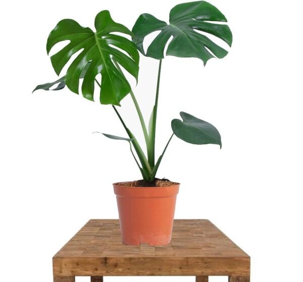 Thebestonline Deve Tabanı, Monstera Deliciosa 60-80 cm