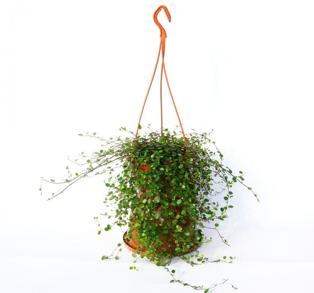 Thebestonline Muehlenbeckia - Avustralya Sarmaşığı (Askılı Saksıda)