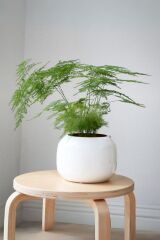 Thebestonline  Asparagus Setaceus - Kuşkonmaz Canlı Salon Bitkisi 20 - 40 cm