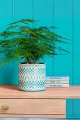 Thebestonline  Asparagus Setaceus - Kuşkonmaz Canlı Salon Bitkisi 20 - 40 cm