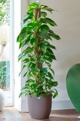Thebestonline  Scindapsus Pathos - Ev Sarmaşığı Canlı Salon Bitkisi 100 - 125 cm