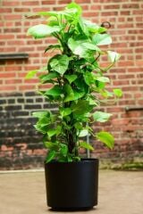 Thebestonline  Scindapsus Pathos - Ev Sarmaşığı Canlı Salon Bitkisi 100 - 125 cm