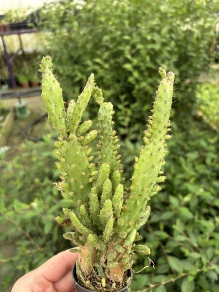 Thebestonline Opuntia Monacantha, Meksika Kaktüsü, Ağaç Kaktüs