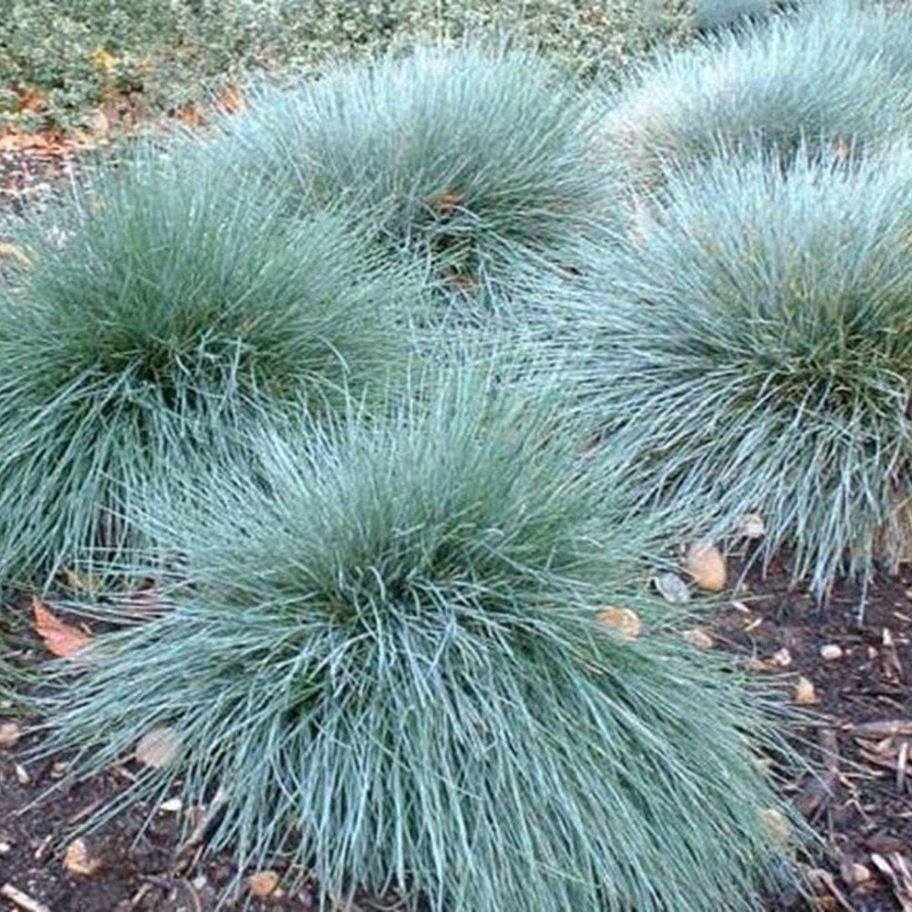 Thebestonline Festuca Glauca, Mavi Yumak, Yumak Otu