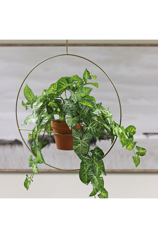 Thebestonline  Syngonium podophyllum, Okbaşı Sarmaşığı