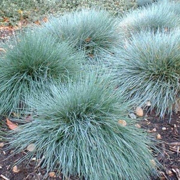 Thebestonline Festuca Glauca, Mavi Yumak, Yumak Otu, 3 Adet