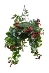 Thebestonline  Askılı Saksıda Ruj Çiçeği Aeschynanthus Sarmaşığı