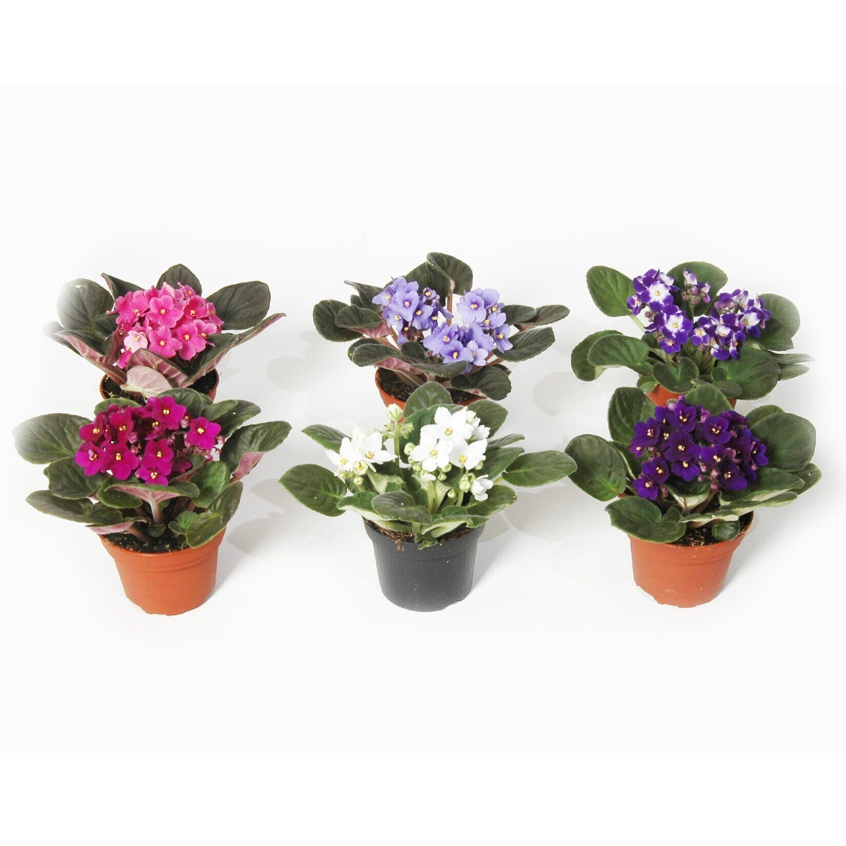 Thebestonline Afrika Menekşesi, 3 Adet