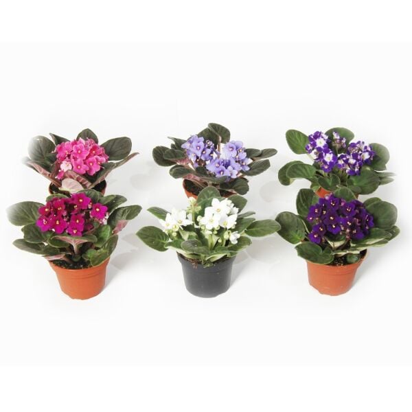 Thebestonline Afrika Menekşesi, 3 Adet