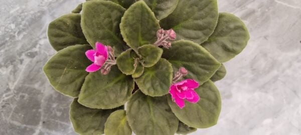 Thebestonline Afrika Menekşesi, 3 Adet