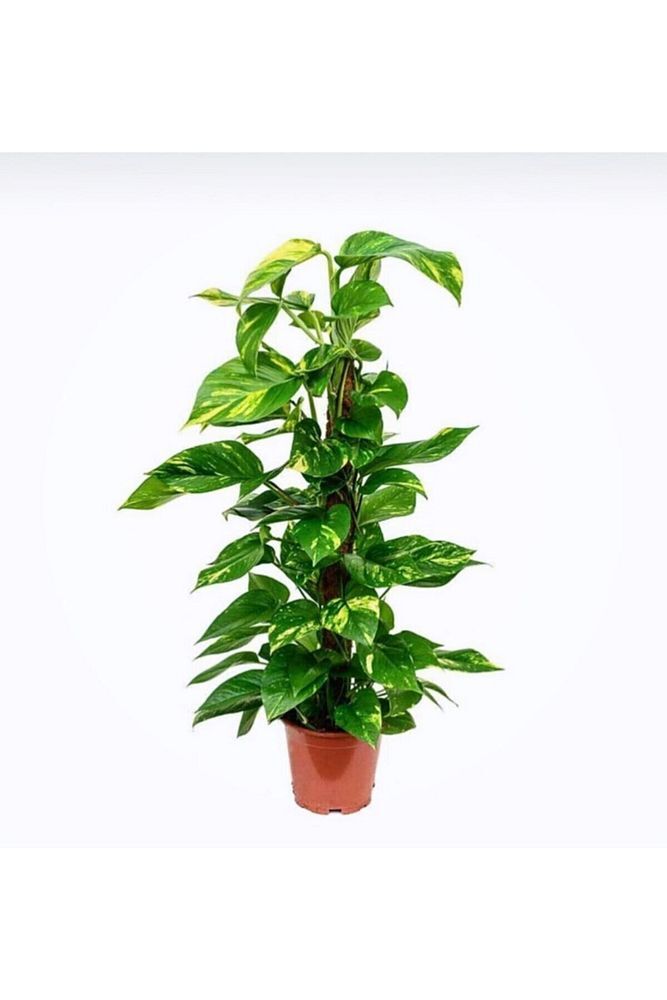 Thebestonline  Pothos-Salon Sarmaşığı Destek Çubuklu