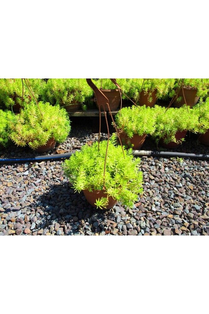 Thebestonline Askılı Saksıda Sarı Sedum, Hediyelik Sedum