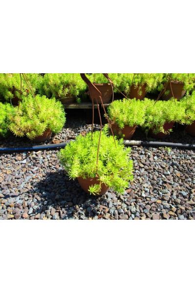 Thebestonline Askılı Saksıda Sarı Sedum, Hediyelik Sedum