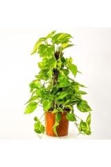 Thebestonline  Pothos Sarmaşığı 60 80 cm Epipremnum Aureum Potos Sarmaşığı Ev Bitkisi