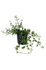 Thebestonline  Ruj Çiçeği - Aeschynanthus Sarmaşığı - Askılı Saksı'da