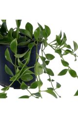 Thebestonline  Ruj Çiçeği - Aeschynanthus Sarmaşığı - Askılı Saksı'da