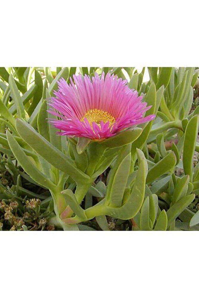 Thebestonline Carpobrotus Acinaciformis, Kaz Ayağı ( Izmir Güzeli ), Saksıda