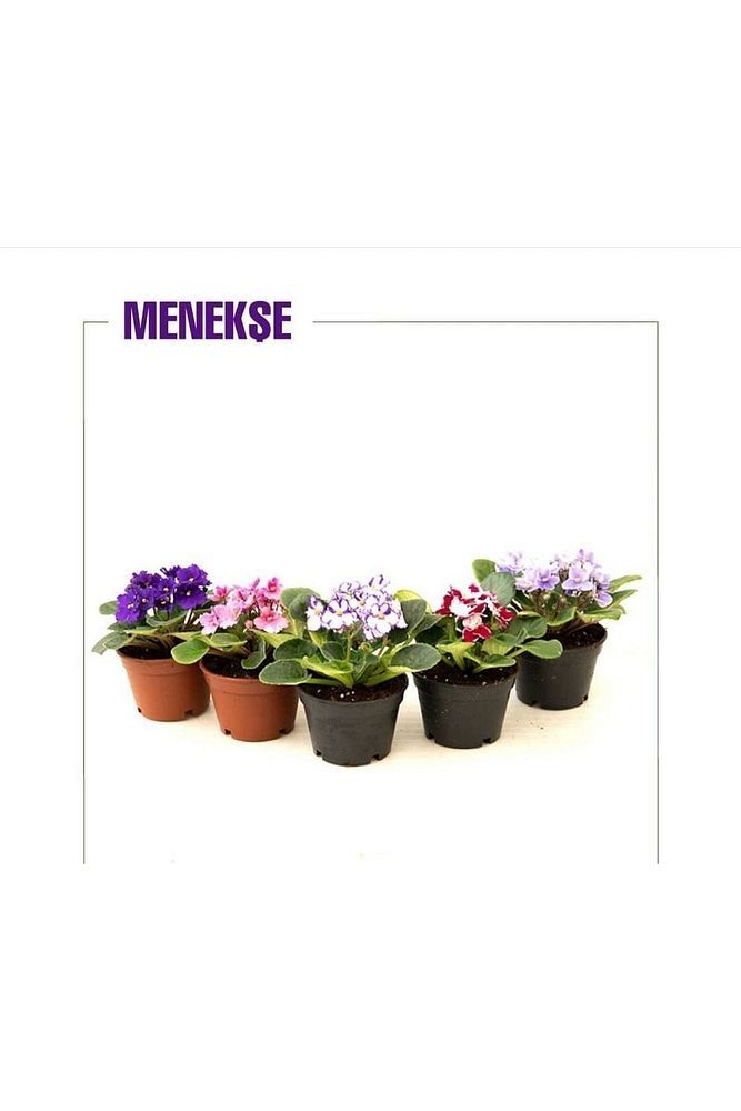 Thebestonline  Mini Menekşe 5'li Set 10,5 Cm