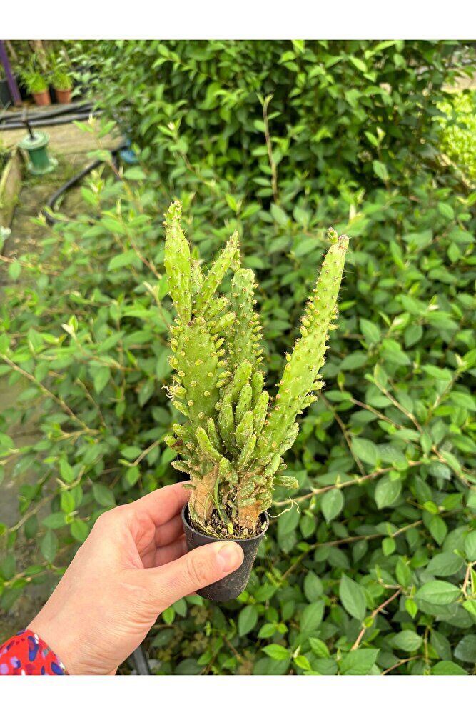 Thebestonline Opuntia Monacantha, Meksika Kaktüsü, Ağaç Kaktüs, 30 Cm, 12 Cm'lik Saksıda